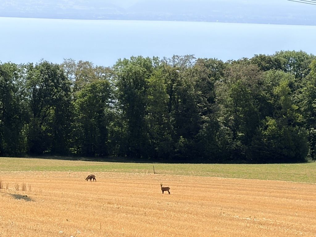 Deux chevreuils dans un champ moissonné au-dessus du Léman, en lisière de forêt