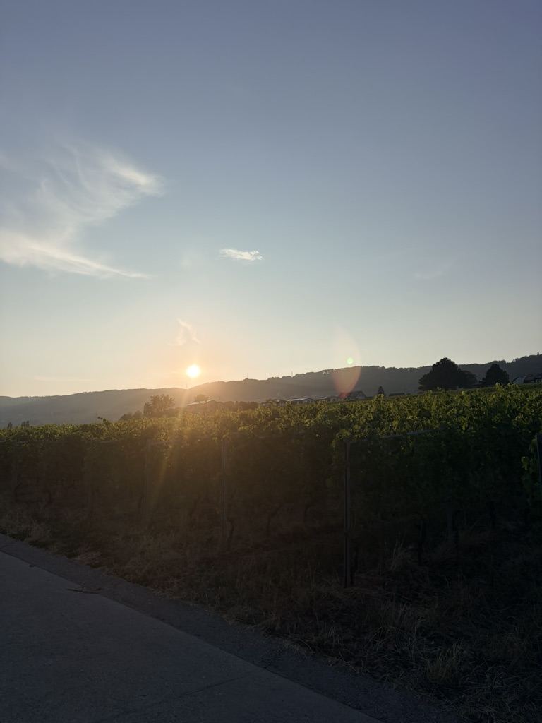 Coucher de soleil sur les vignes de La Côte