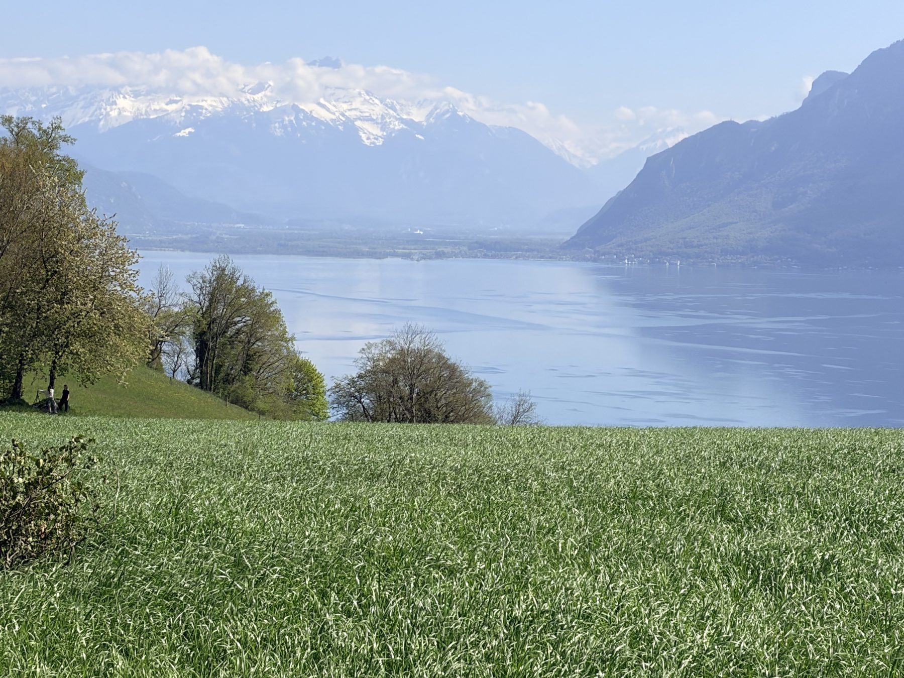 Le lac Léman et les Dents du Midi vus des hauteurs, prairie au premier plan